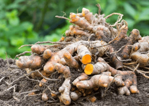 Turmeric-Root-001